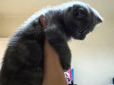 Dişi Kedi